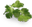 зелень кориандра